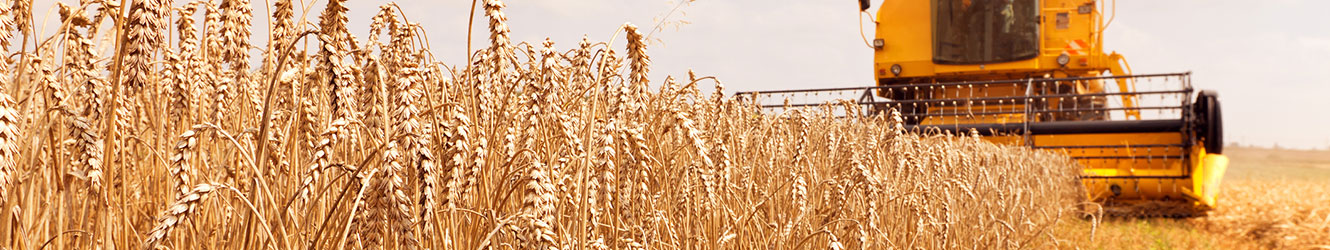 Combine harvesting grain in field.