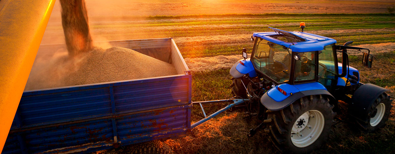 Tractor in field, harvesting grain.